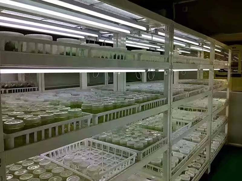 培养架、好色视频下载架、光照培养架